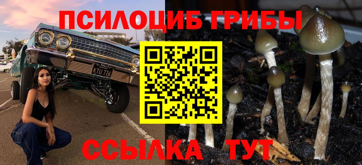 Галлюциногенные грибы Psilocybine cubensis  Дзержинск 